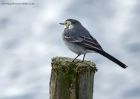 Filename=piedWagtail_240910a.jpg
Filesize=289KB
Dimensions=1000x714
Date added=Sep 26, 2010 piedWagtail_240910a.jpg