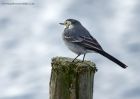 piedWagtail_240910a.jpg