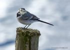 piedWagtail_240910b.jpg