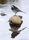 piedWagtail_260411a.jpg