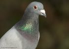 Filename=pigeon_111210a.jpg
Filesize=207KB
Dimensions=1000x714
Date added=Dec 14, 2010 pigeon_111210a.jpg