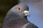 pigeon_260113a.jpg