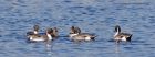 pintail_011111a.jpg