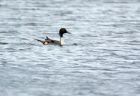 pintail_041207a.jpg