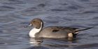 pintail_041212e.jpg