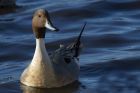 pintail_070314d.jpg