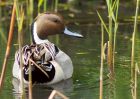 pintail_070509a.jpg