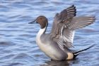 pintail_080312f.jpg