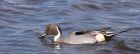 Filename=pintail_080312h.jpg
Filesize=241KB
Dimensions=1000x387
Date added=Mar 25, 2012 pintail_080312h.jpg