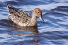 pintail_080312k.jpg