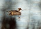 Filename=pintail_111209a.jpg
Filesize=151KB
Dimensions=800x571
Date added=Dec 14, 2009 pintail_111209a.jpg