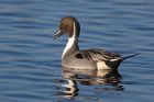 pintail_111212b.jpg