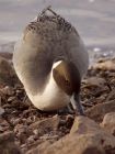 pintail_121108a.jpg