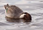 pintail_121108b.jpg