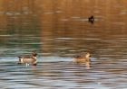 pintail_121209a.jpg