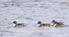 pintail_130113a.jpg