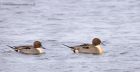 pintail_130113c.jpg