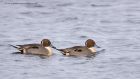 pintail_130113e.jpg