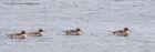 pintail_130113f.jpg