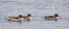 pintail_130113i.jpg