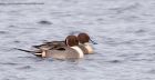 pintail_130113j.jpg