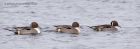 pintail_130113k.jpg