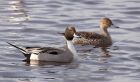 pintail_140311d.jpg