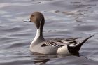 pintail_140311g.jpg