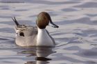 pintail_140311r.jpg