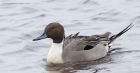 pintail_150115b.jpg