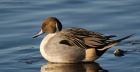 Filename=pintail_150216b.jpg
Filesize=405KB
Dimensions=1200x618
Date added=Aug 21, 2016 pintail_150216b.jpg