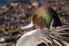 pintail_150216cc.jpg