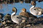 Filename=pintail_150216d.jpg
Filesize=376KB
Dimensions=1200x800
Date added=Aug 21, 2016 pintail_150216d.jpg