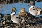 pintail_150216d.jpg