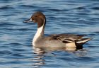 pintail_151108b.jpg