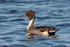 pintail_151108d.jpg