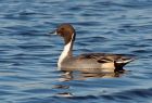 pintail_151108g.jpg