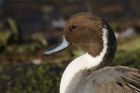 pintail_151116a.jpg