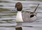 pintail_1703b.jpg