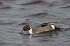 pintail_180314a.jpg