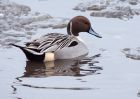 pintail_200110a.jpg