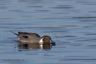 pintail_210111a.jpg