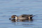 pintail_210111c.jpg