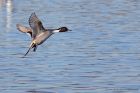 pintail_210111e.jpg