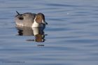 pintail_210111i.jpg