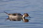 pintail_210111j.jpg