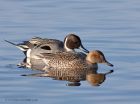 pintail_210111n.jpg