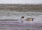 pintail_2102a.jpg