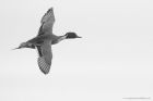 pintail_250119b.jpg