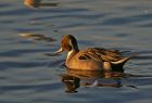 pintail_2501c.jpg